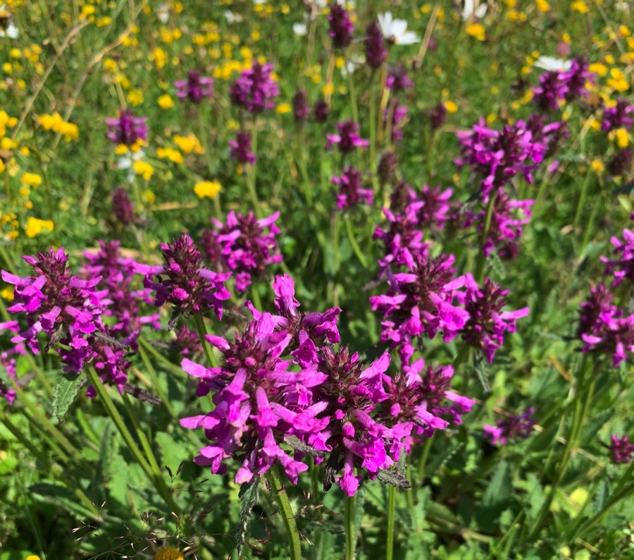 Purple and yellow wildflowers